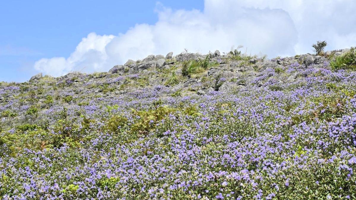 Neelakurinji facing threat from unregulated tourism, infra expansion: report
