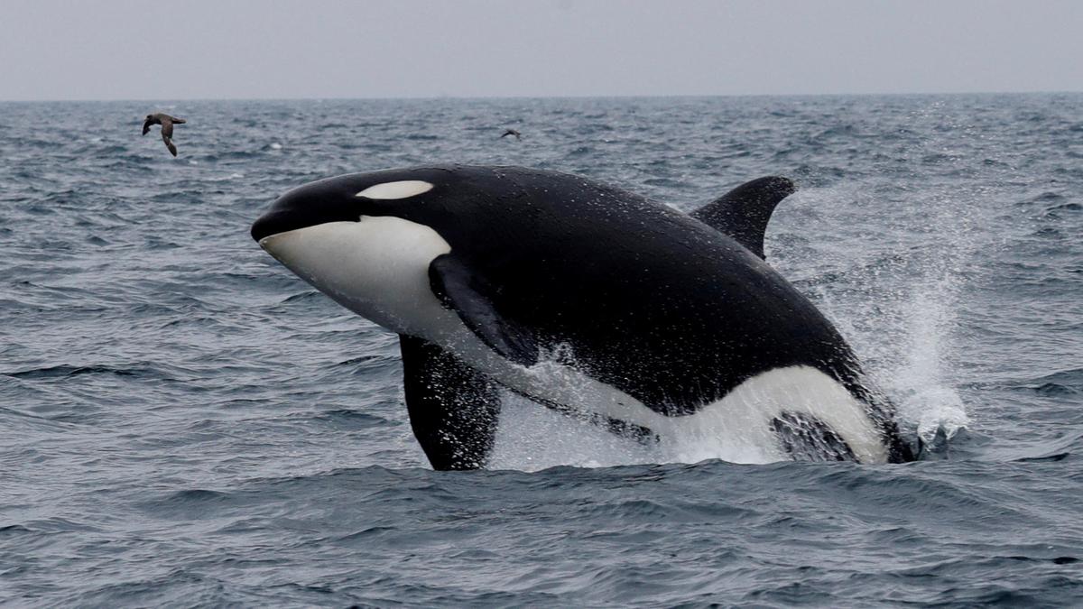 'Surgical' shark-killing orcas fascinate scientists