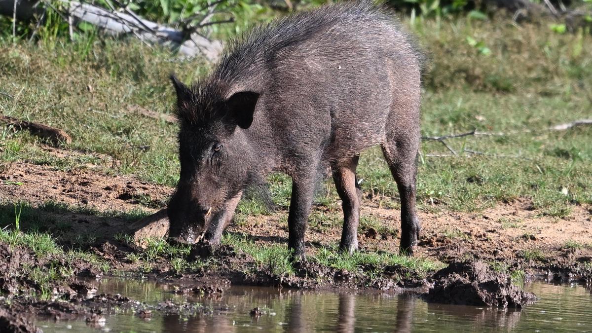 Fear of wild boars has claimed five lives in Virudhunagar district in one month