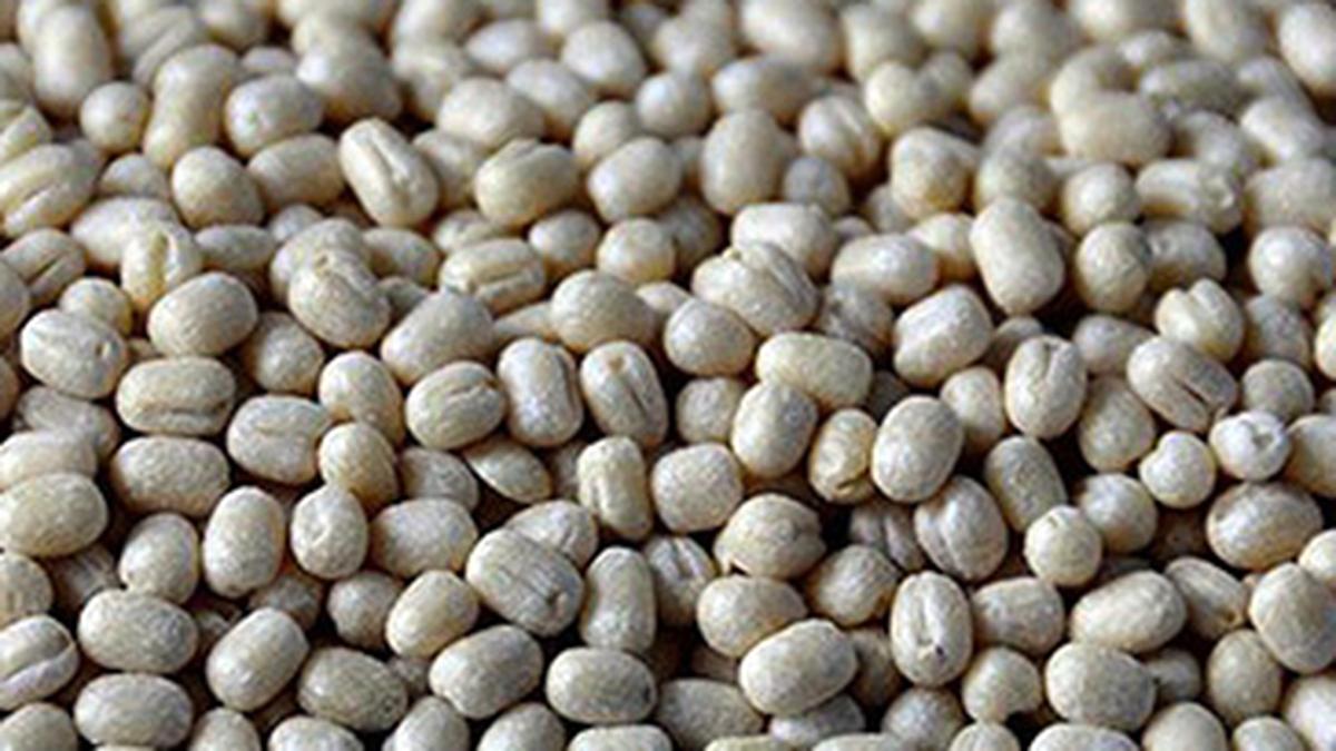 Dutyfree imports for Urad and Tur Dal extended till March 2025