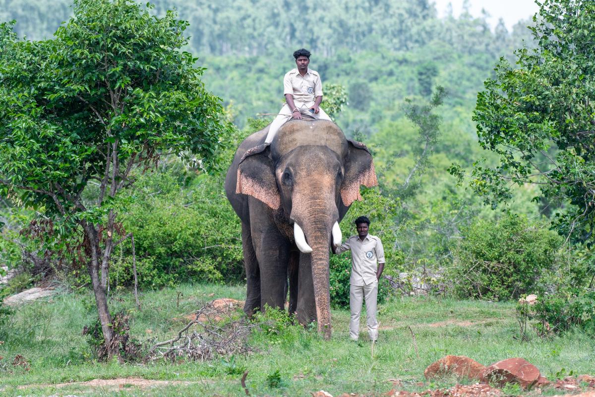 Vinayak at Naniyala Elephant camp in Ramakuppam.