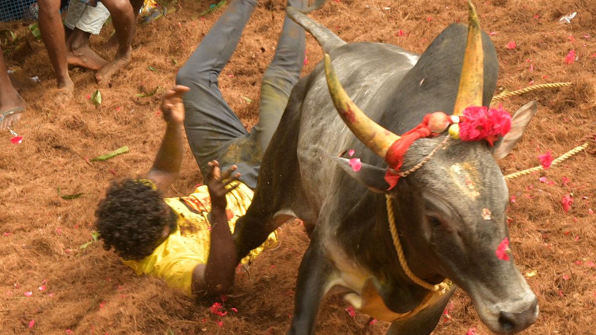 Thatchankurichi in Pudukottai district all set to host this year’s first jallikattu in State on January 4