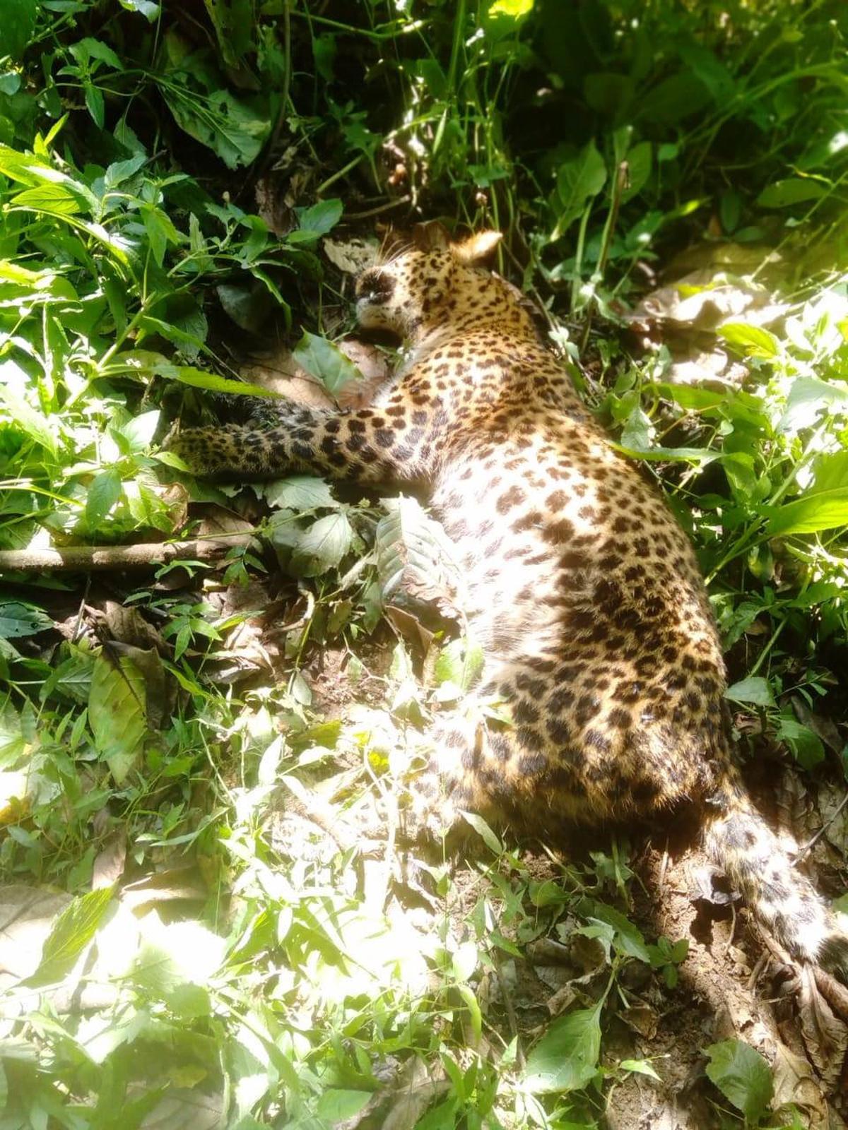 Lungs, liver of leopard found dead in Idukki were infected: autopsy report