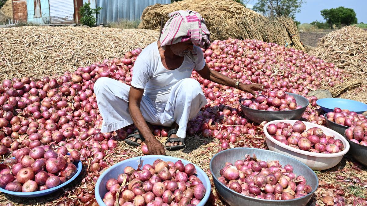 https://th-i.thgim.com/public/incoming/c8yjc2/article70035272.ece/alternates/LANDSCAPE_1200/ONION%20FARMER%20AGRICULTURE%20DROUGHT%20ECONOMIC%20DISTRESS%20NASHIK_10.jpg
