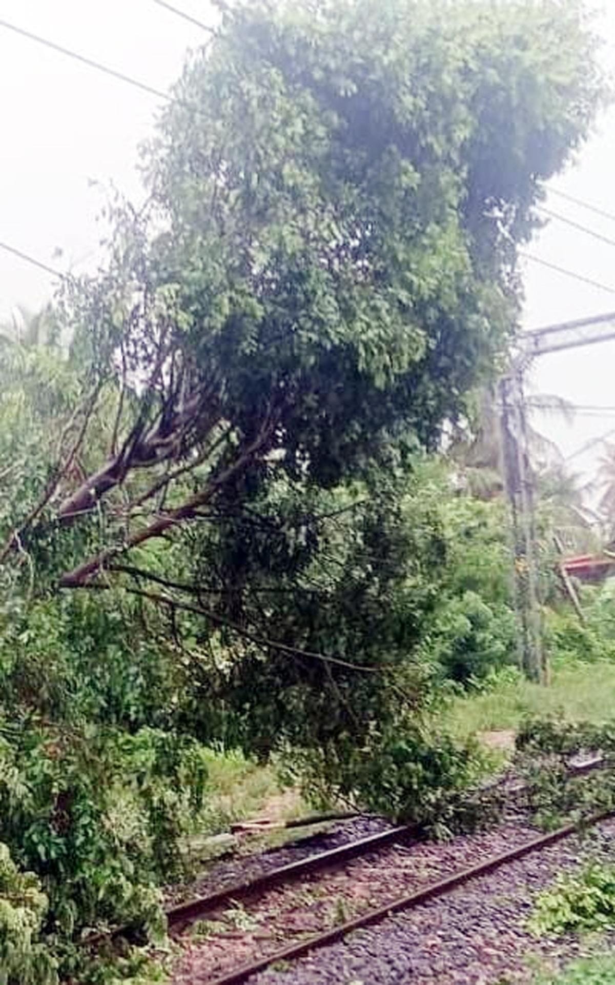 Train services were disrupted after a tree fell on a railway track near Edakkad, near the Kannur South railway station, in heavy rain on Monday.
