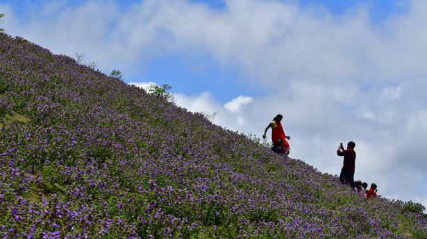 Neelakurinji blooms cover Chikkamagaluru hill stations in hues of purple and blue