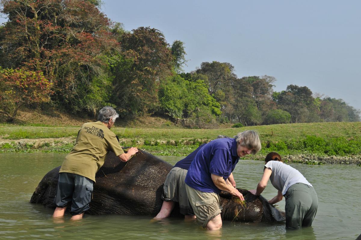 Tourists bathing an elephant 