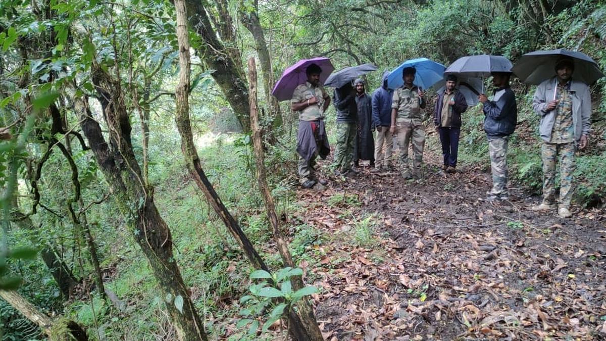T.N. Forest Department steps up vigil around Mukurthi National Park in Nilgiris to curb poaching 