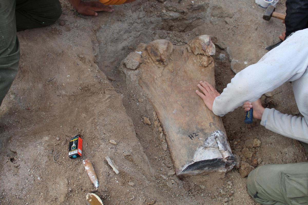 A palaeontologist works in an excavation of bones and remains that belonged to a Chucarosaurus Diripienda, a newly discovered gigantic species of long-necked herbivorous dinosaur, in Pueblo Blanco Nature Reserve, in Rio Negro, Argentina October 16, 2019. 