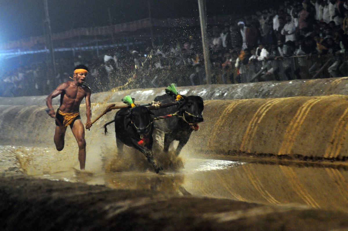 Kambala traditional rural sports of Tulu Nadu in Karnataka. 