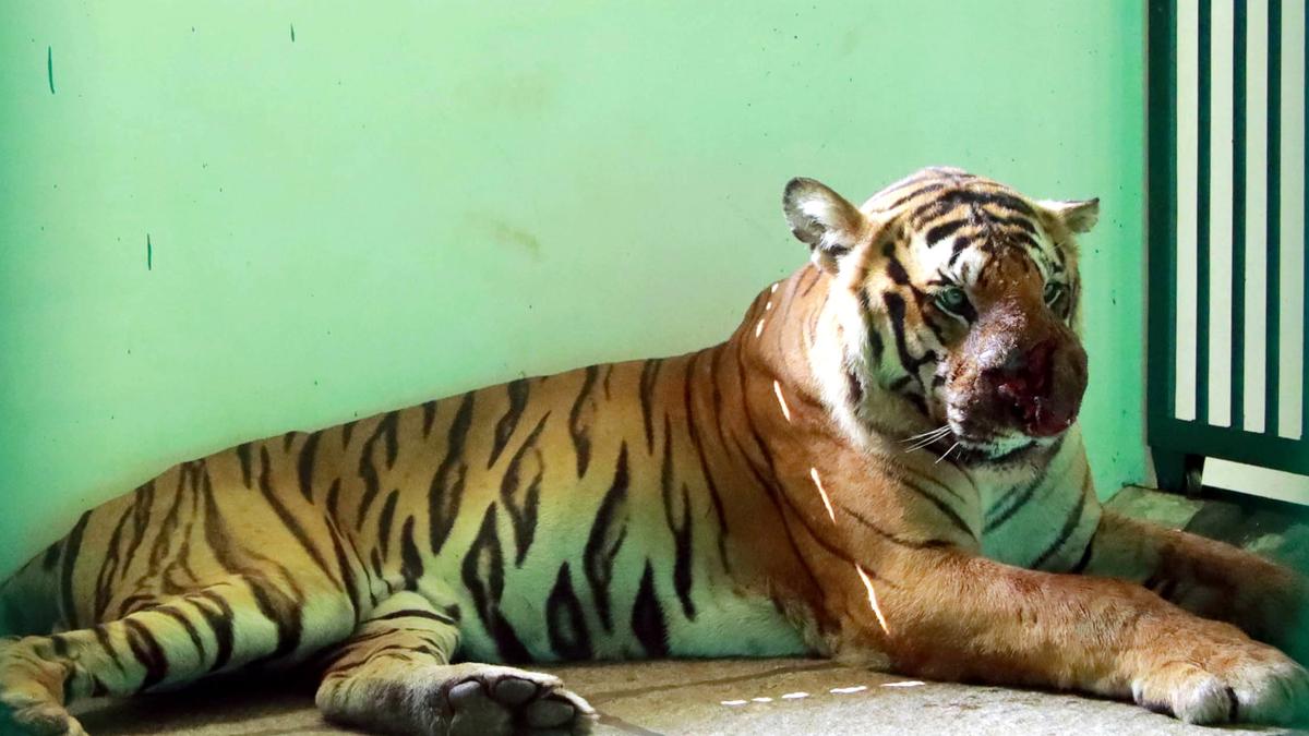 Wildlife attacks widen rift between residents and Forest officials in Wayanad