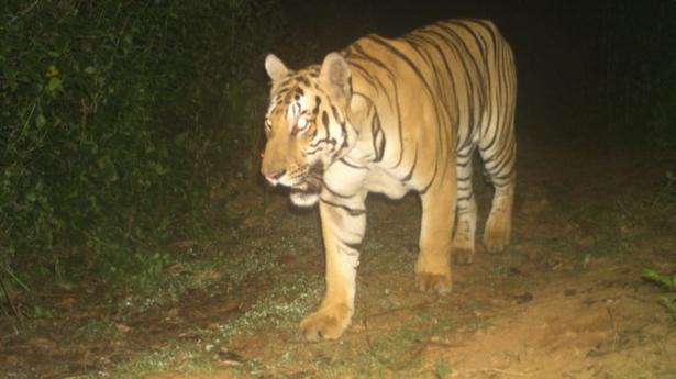 Tiger keeps officials and people on tenterhooks