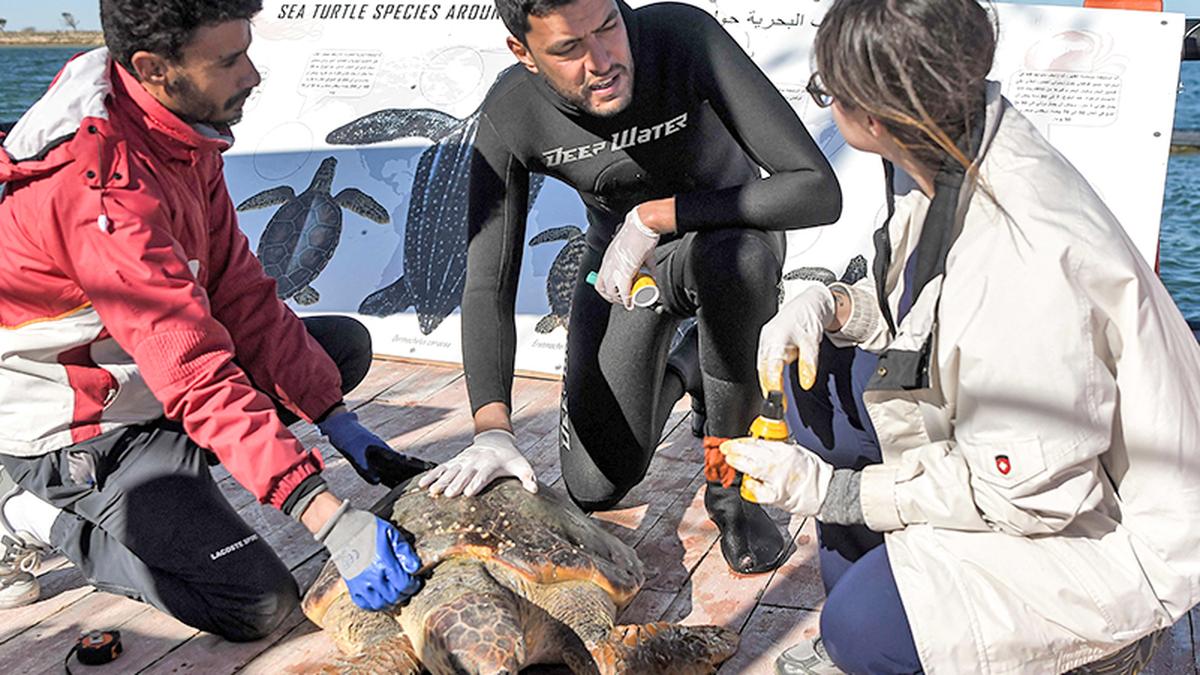 Rehabilitation barge off Tunisia lends hope to sea turtles