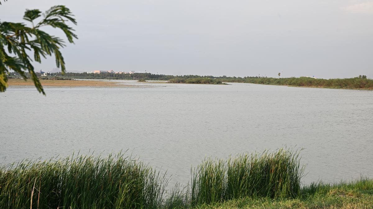 Plea to declare Samanatham tank in Madurai a bird sanctuary