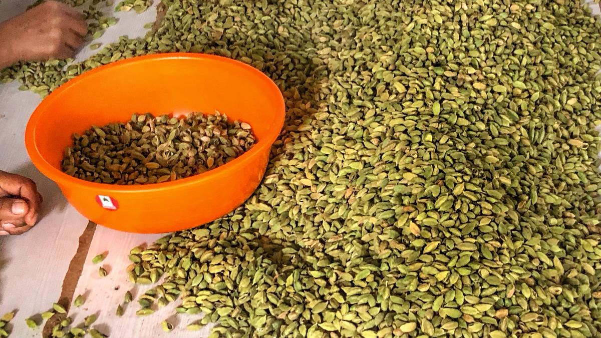 Cardamom prices show a declining trend despite fears of crop loss