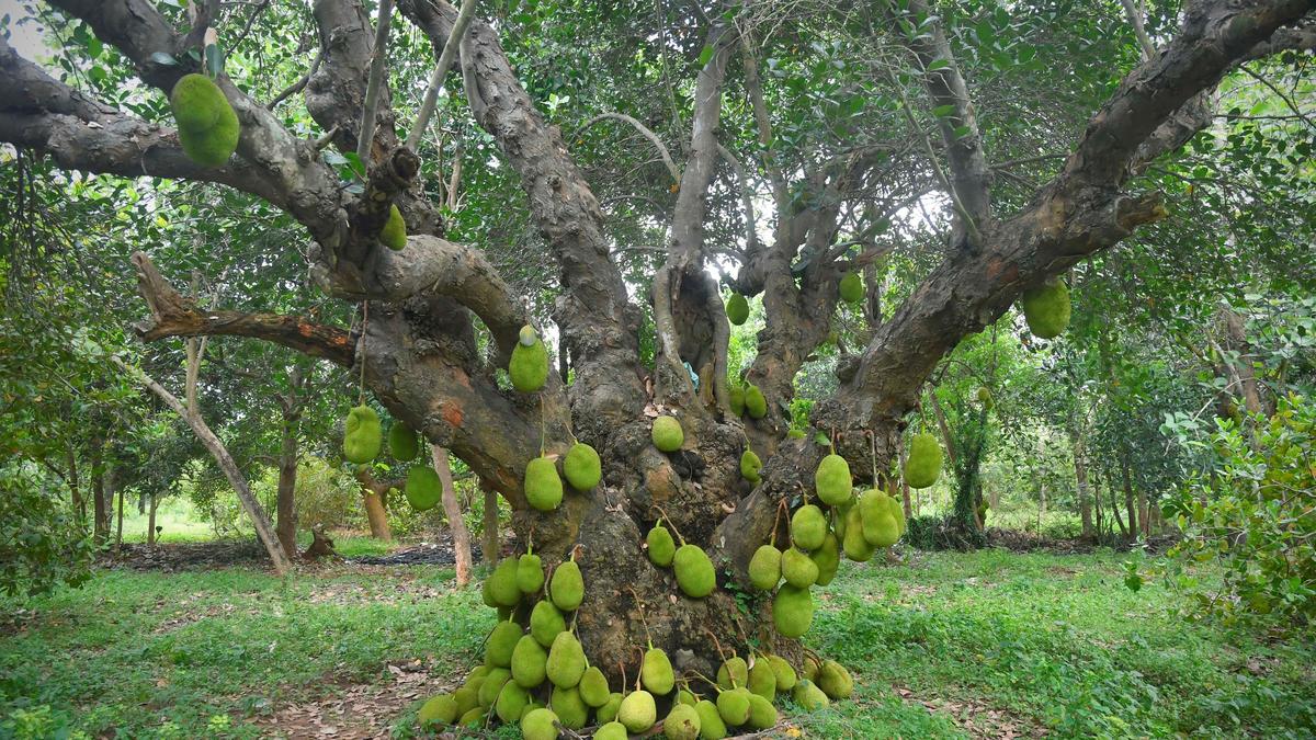 Scheme announced to boost cultivation of mango, jackfruit, and banana in Tamil Nadu