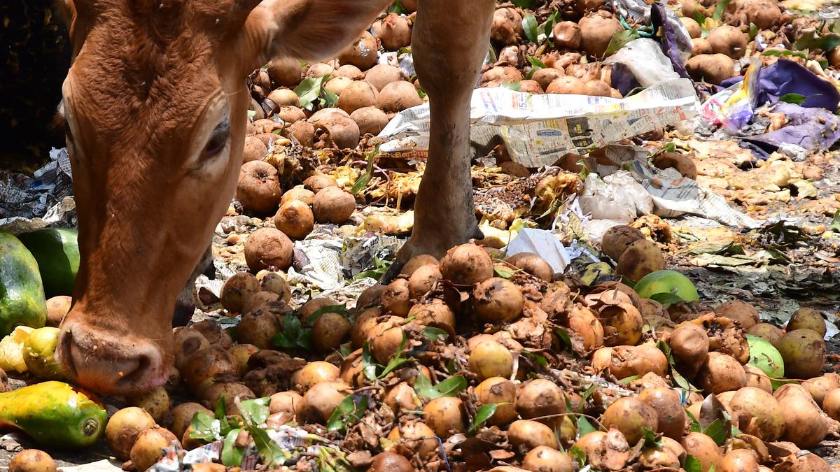 Bhubaneswar start-up uses insects to produce animal feed from food ...