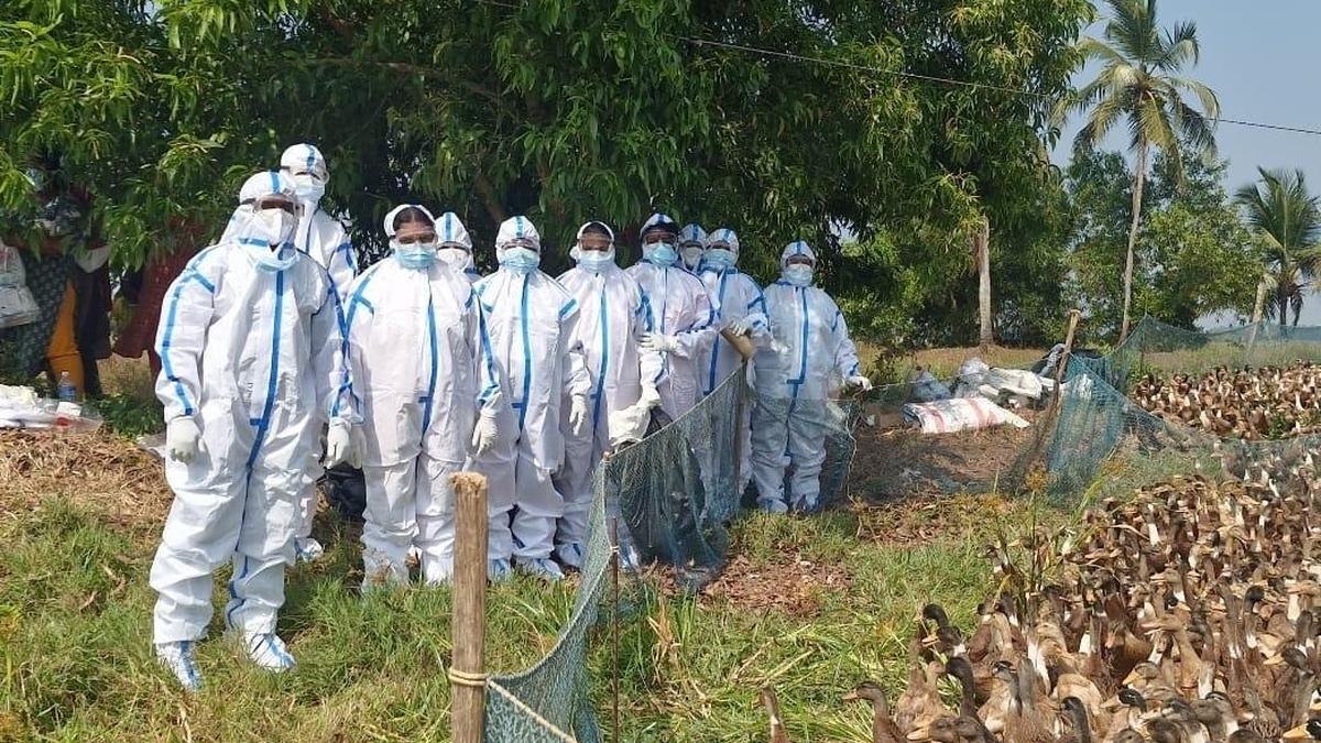 Bird flu: over 28,500 birds culled in Alappuzha in two days