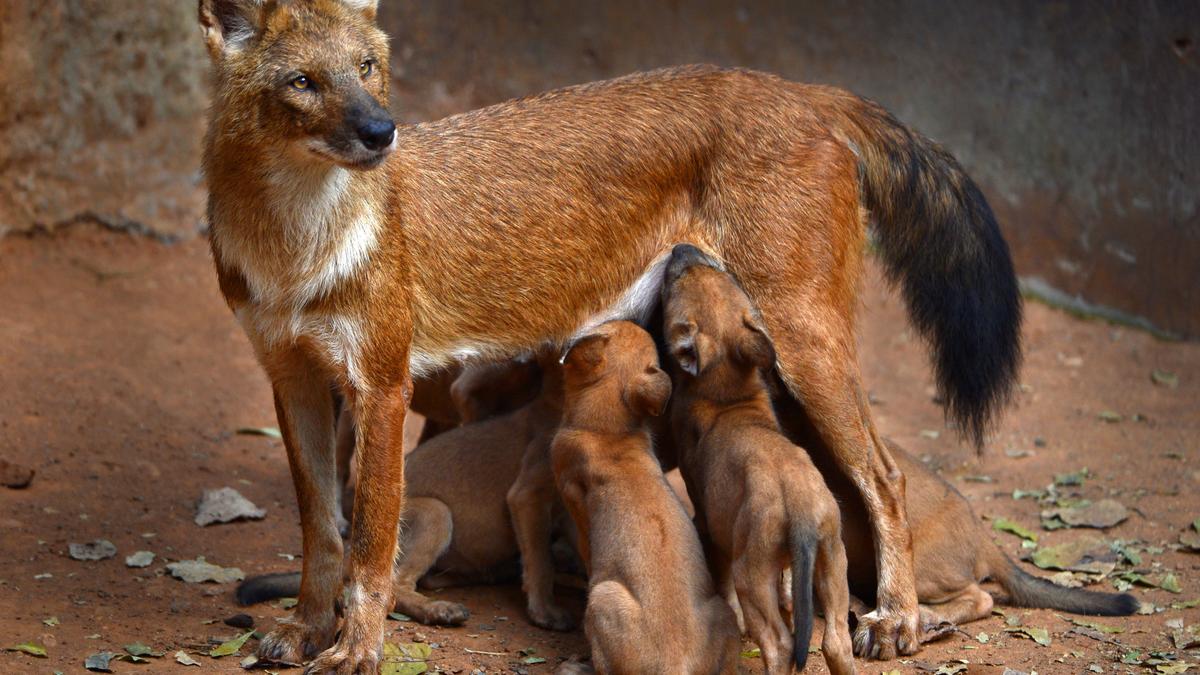 Indira Gandhi Zoological Park in Visakhapatnam triumphs in conservation breeding programme