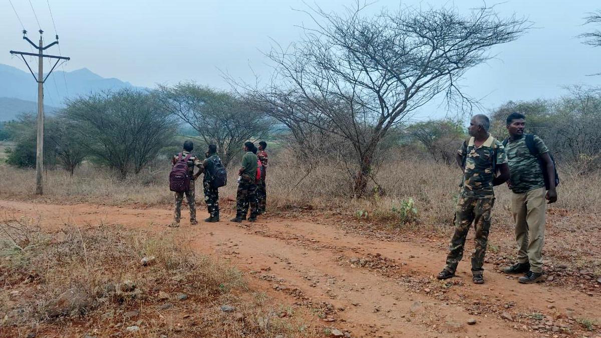 Stranded elephant calf approaches herd near Coimbatore