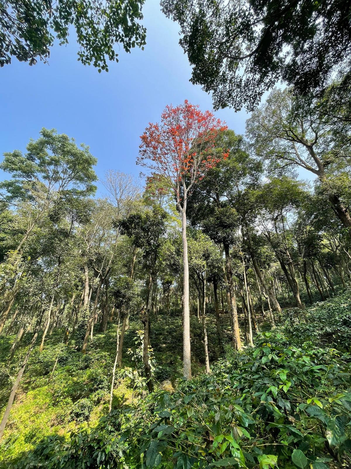 Shade trees in coffee agroforests can comprise a variety of species that are native to forests of the region. The species with fresh red leaves at the center of the image is Canarium strictum, which produces fleshy fruits that attract birds and a resin that is culturally and economically important. Shade trees in coffee agroforests can comprise a variety of species that are native to forests of the region. The species with fresh red leaves at the center of the image is Canarium strictum, which produces fleshy fruits that attract birds and a resin that is culturally and economically important.
