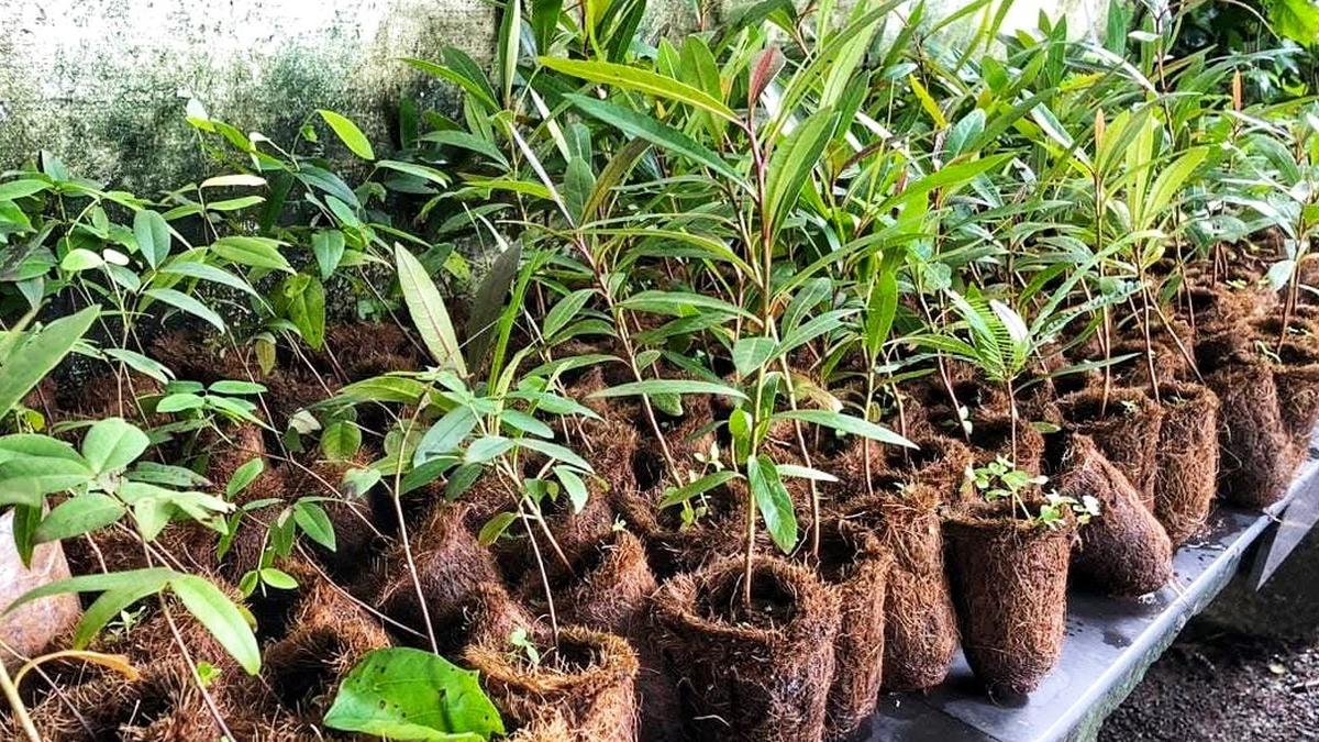 Social forestry wing halts distribution of tree saplings as govt. cuts fund