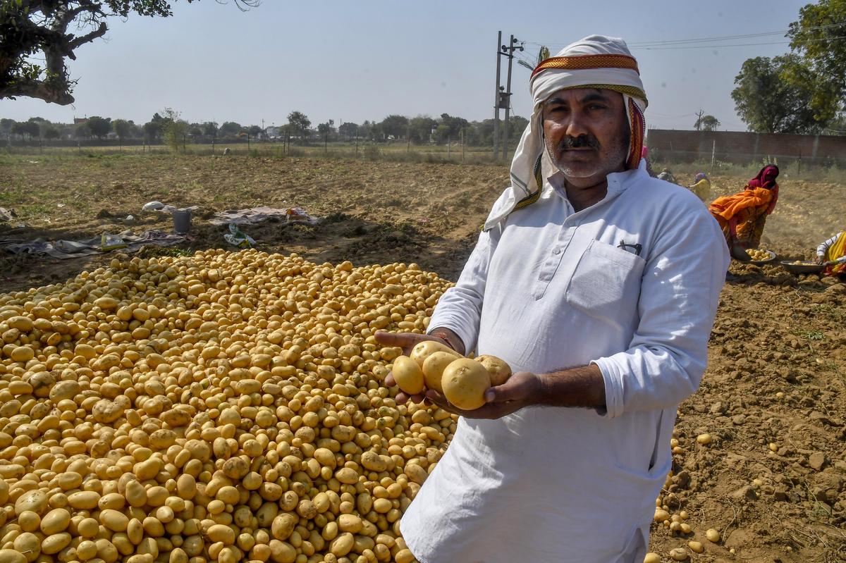 Rajveer Lawaniya, president of the Bharatiya Kisan Union’s Agra district unit, is a large potato farmer in his village.