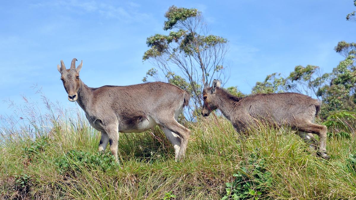 Survey finds 1,365 Nilgiri tahrs in Kerala