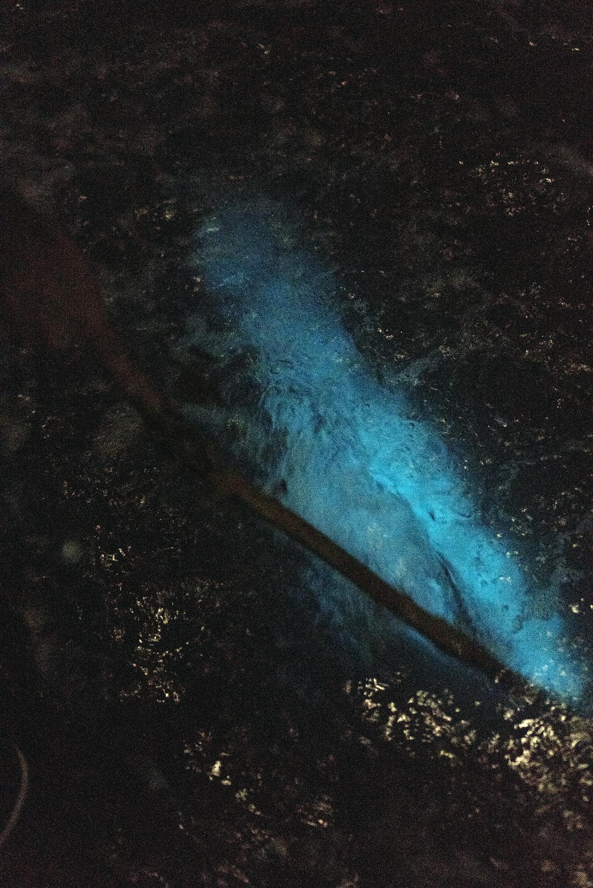 Bioluminescence at Kumbalangi 