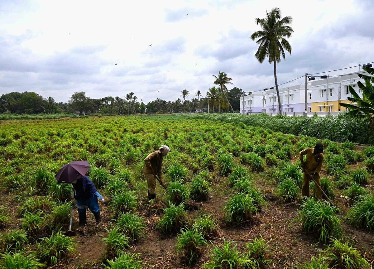 Labourers at work at the State Fodder Farm at at Valiyathura in Thiruvananthapuram 