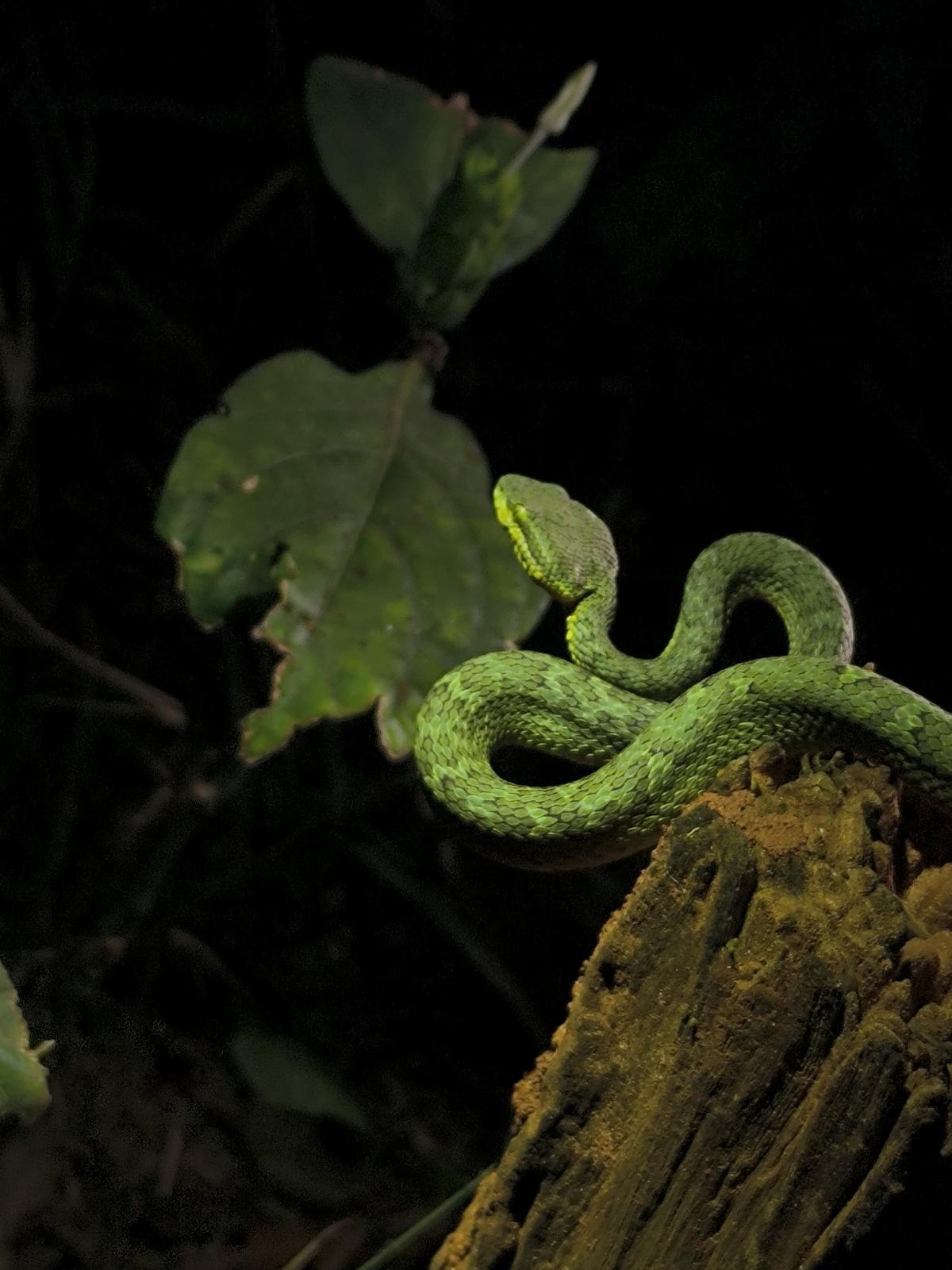 Common bamboo viper spotted during a herp walk in Visakhapatnam.