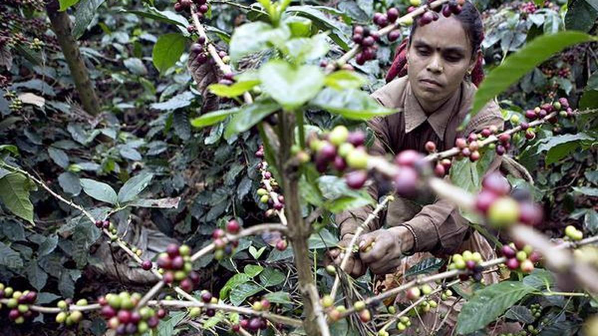 Coffee Board of India sets a target to double production to over 7 lakh tonnes by 2047