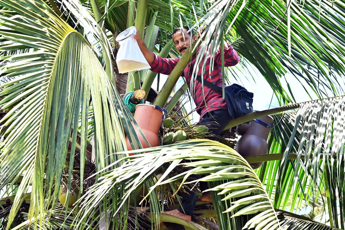 A tapper tapping ‘neera’ from a coconut tree using a Coco-sap Chiller developed by the CPCRI. A tapper tapping ‘neera’ from a coconut tree using a Coco-sap Chiller developed by the CPCRI. 
