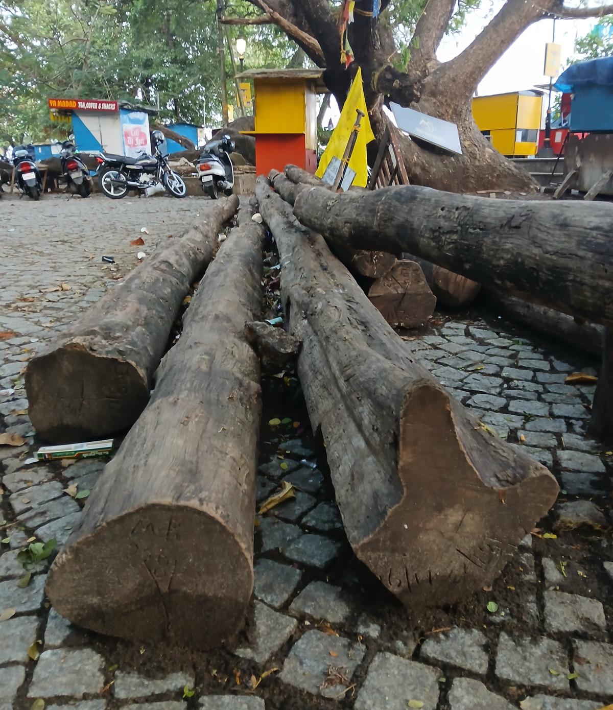 Lengthy teak logs that were sourced from the forest to renovate the Chinese fishing nets in Fort Kochi beach lie abandoned on the walkway nearby. Lengthy teak logs that were sourced from the forest to renovate the Chinese fishing nets in Fort Kochi beach lie abandoned on the walkway nearby.