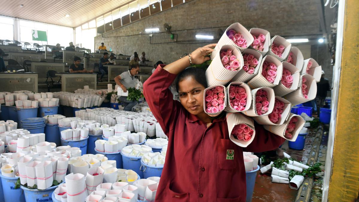 For Valentine’s Day 2024, It’s raining roses in Bengaluru