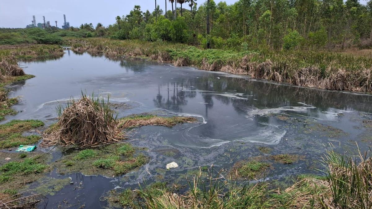 HRF alleges unchecked industrial effluent discharge in Anakapalli district