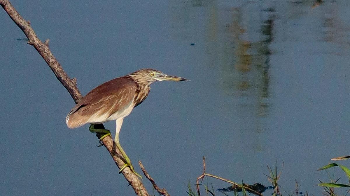 25 species of birds recorded at Madurai’s Karisalkulam kanmoi The Hindu