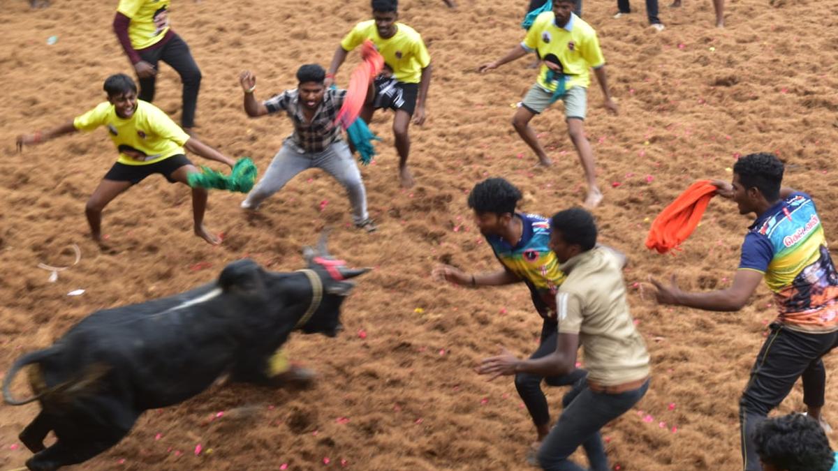 23 injured during Jallikattu held in Namakkal