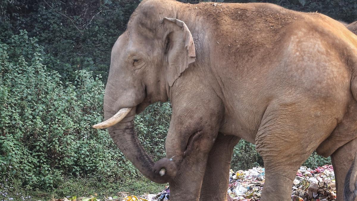 Forest department team will inspect injured tusker in Munnar