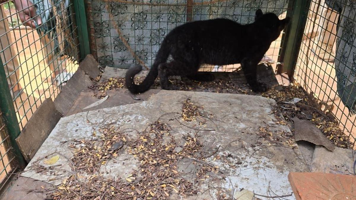 Leopard cub found dead during reunion attempt near Marudhamalai in Coimbatore