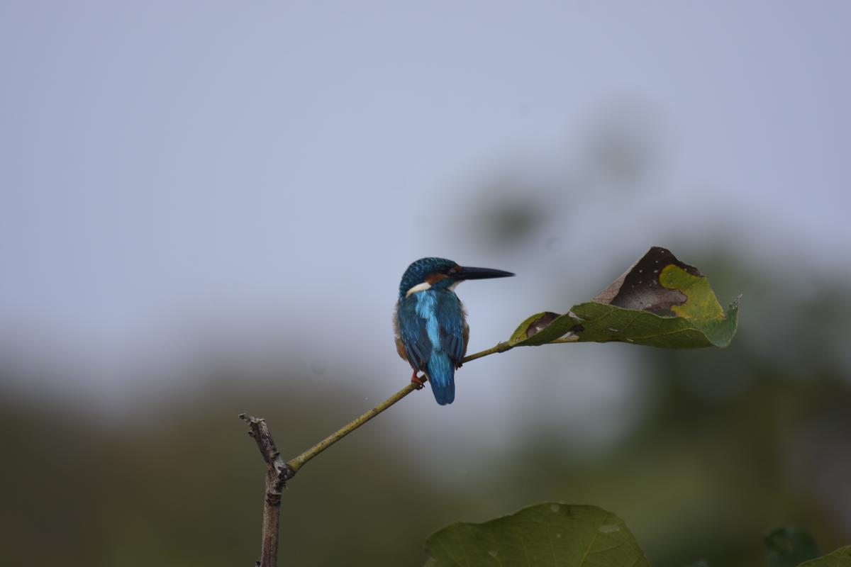 Tipai’s Junior Naturalist Program is aimed at sparking curiosity for birds in young visitors