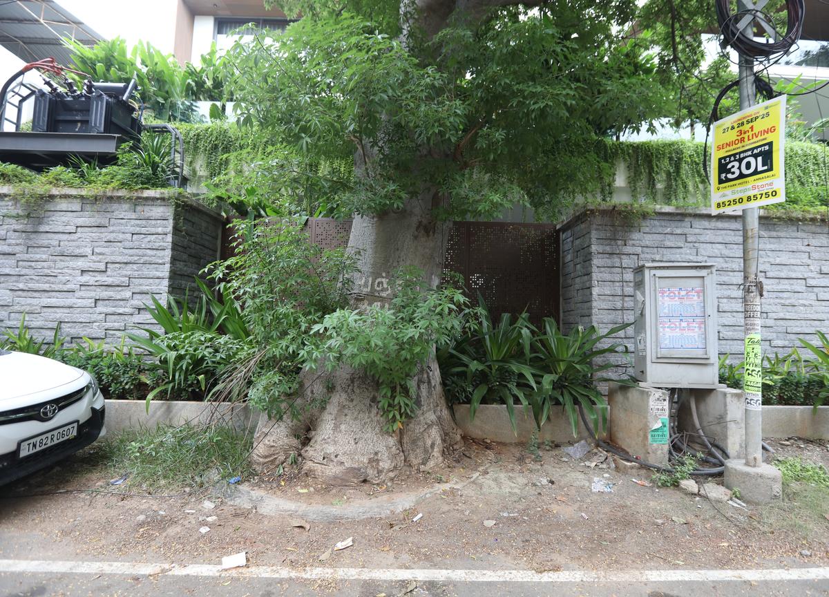 A baobab tree at Thiruvengadam Street in Gokulam Colony, West Mambalam on October 1, 2025. A baobab tree at Thiruvengadam Street in Gokulam Colony, West Mambalam on October 1, 2025.