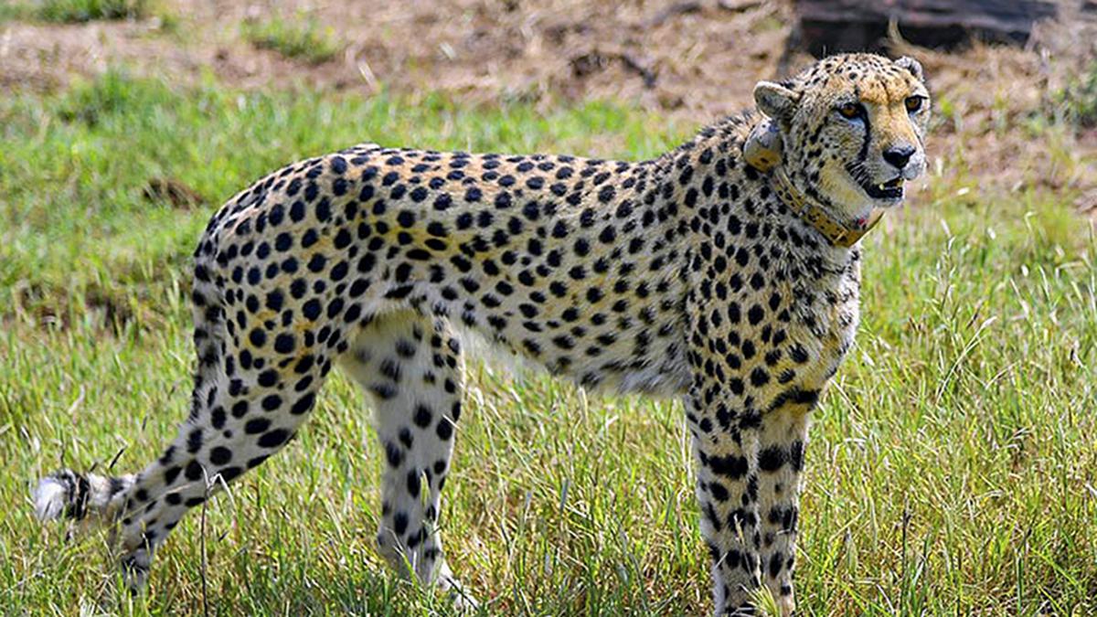 SC highlights ‘public concern’ about cheetah deaths, but leaves their welfare to experts