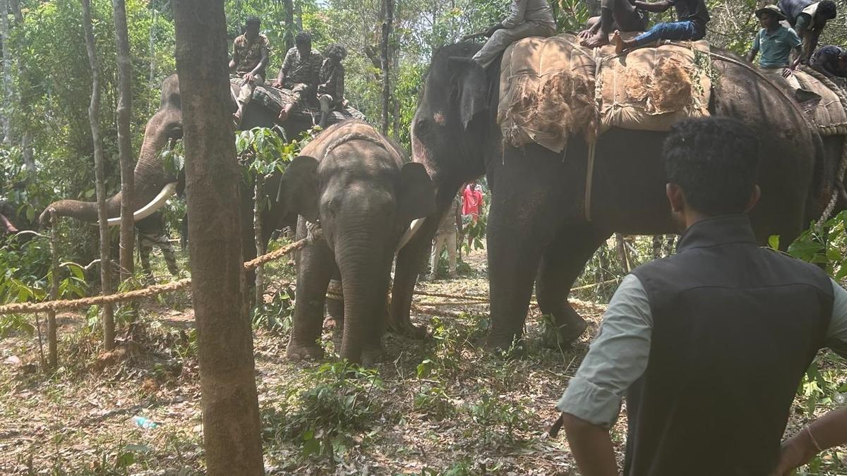 Forest Department captures third trouble-causing wild elephant in Hassan district in a week
