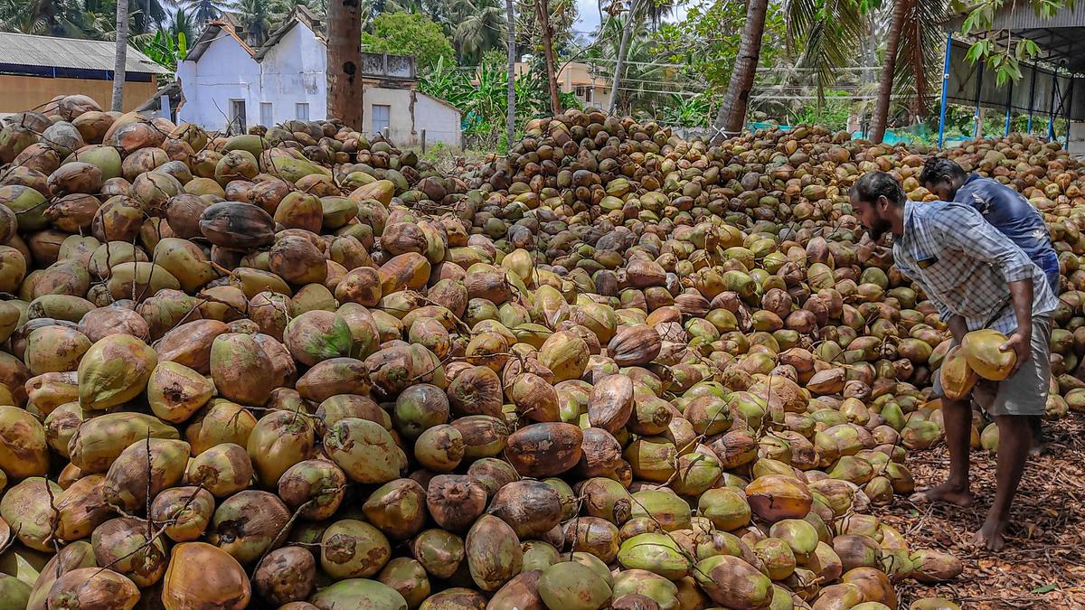 Coconut growers face hard times as West Asia tensions hit export orders