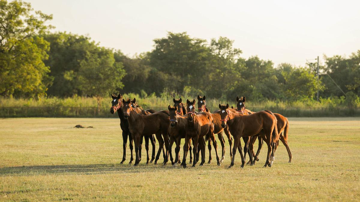 Have suggested shifting Bangalore Turf Club to Kunigal Stud Farm: Siddaramaiah