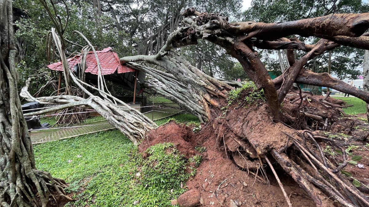 Conservation panel gives list of suggestions to preserve Dodda Aalada Mara