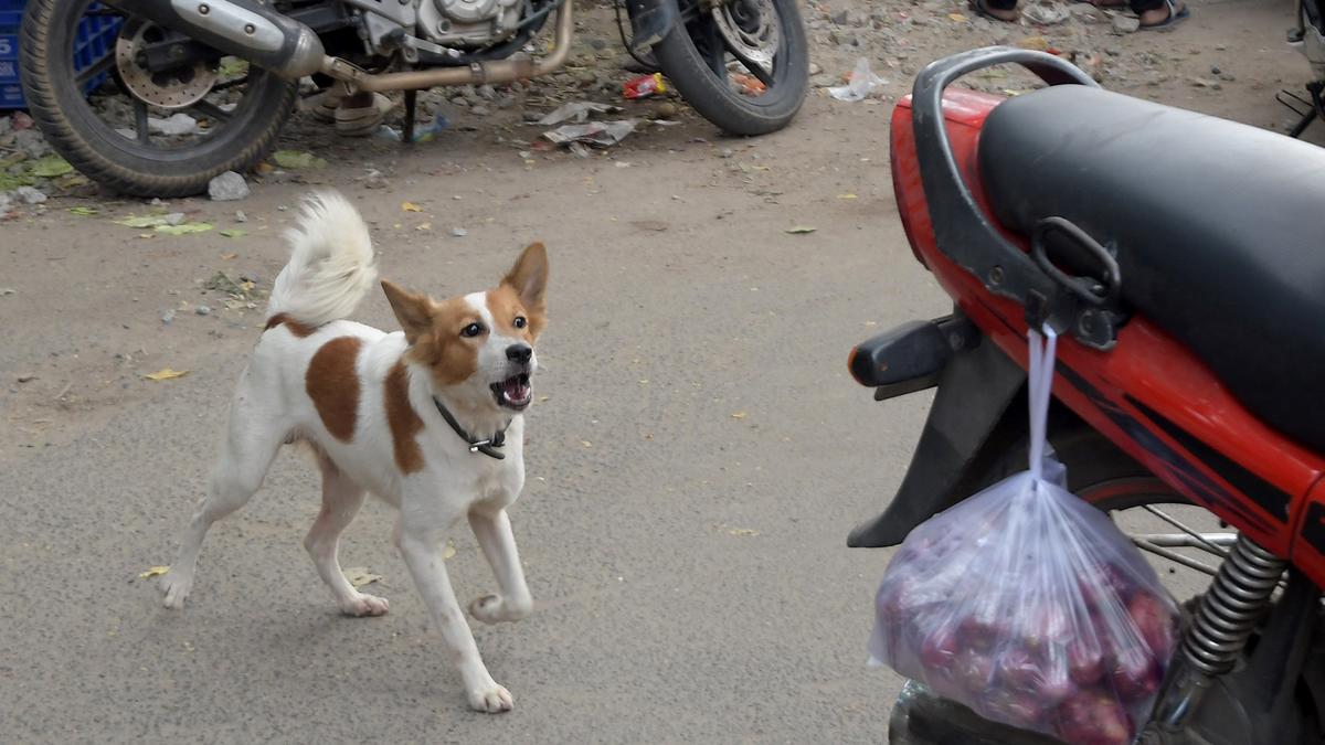 Corporation plans drive to control stray dogs, cattle