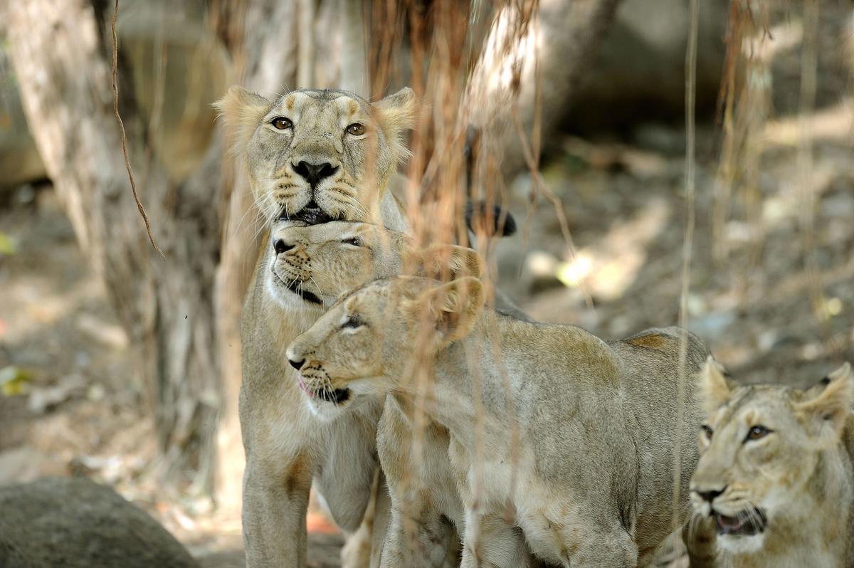 An Asiatic lioness and her three cubs bask in the sun at the Asiatic Lions Safari Park and breeding center at Sakkarbaug Zoo in Junagadh. Photo: VIJAY SONEJI/The Hindu.