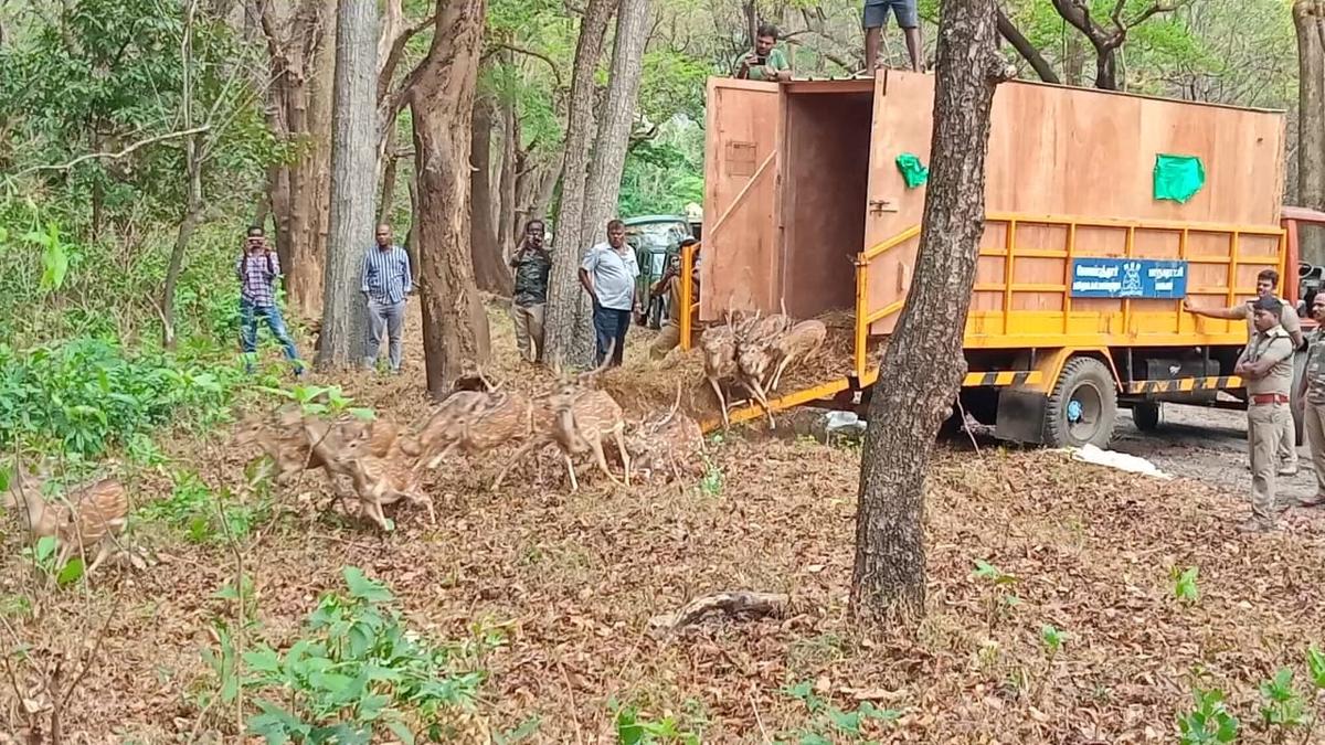 Spotted deer from Coimbatore’s defunct VOC Park Zoo released into the wild